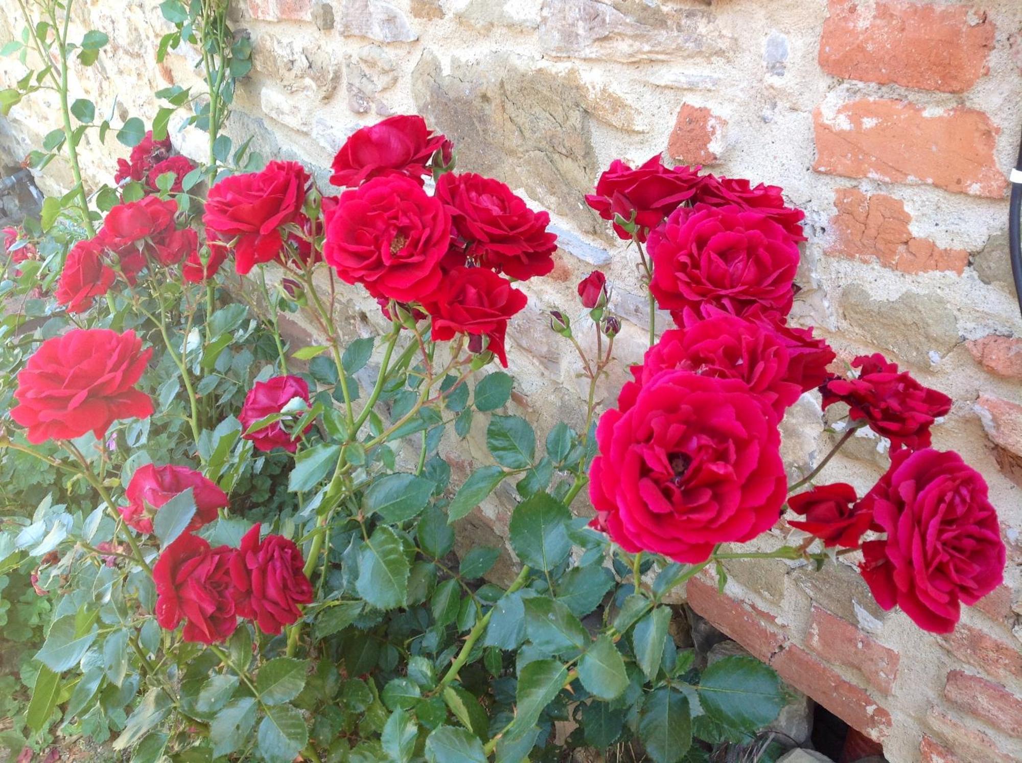 Agriturismo Prato Barone Rufina Eksteriør billede